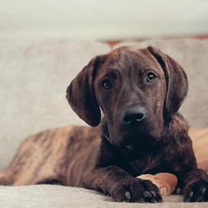 Lost Dog Marshall