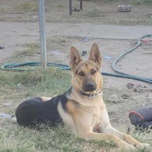 Image of Doza, Lost Dog