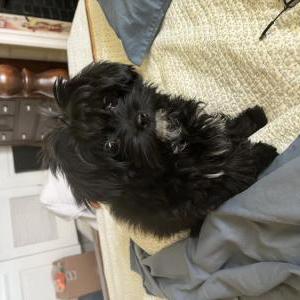 Lost Dog Mattie