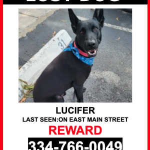 Image of Lucifer, Lost Dog