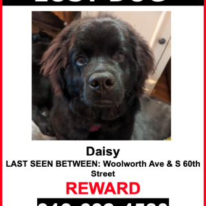 Lost Dog Daisy