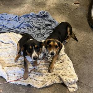Found Dog Unknown