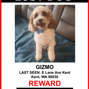 Lost Dog Gizmo