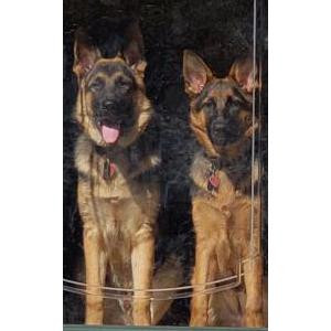 Lost Dog Chance and Hope