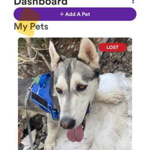 Lost Dog Koda