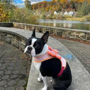 Lost Dog Meep