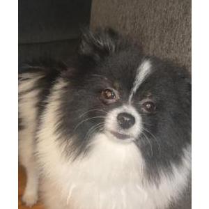 Image of Panda, Lost Dog