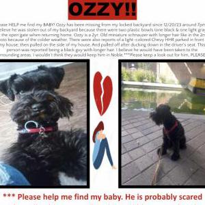 Image of Ozzy, Lost Dog