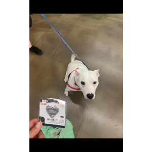 Lost Dog Pebbles
