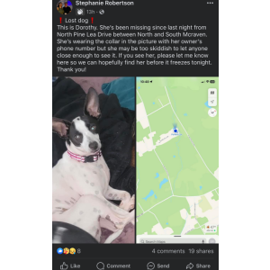 Lost Dog Dorothy