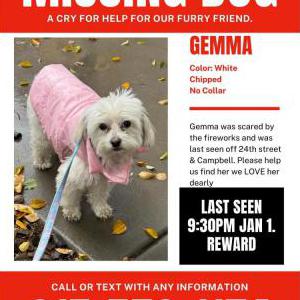 Lost Dog Gemma
