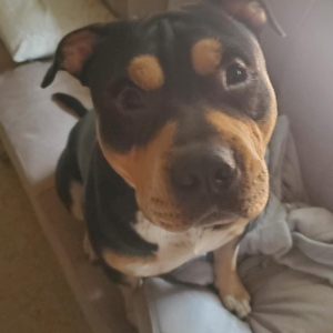 Lost Dog Zack