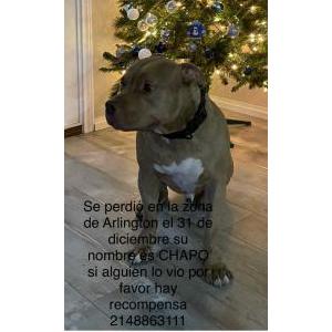 Lost Dog Chapo