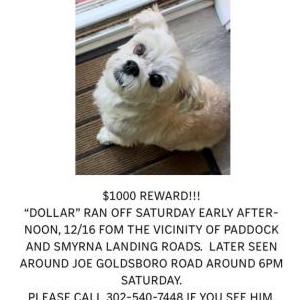 Lost Dog Dollar