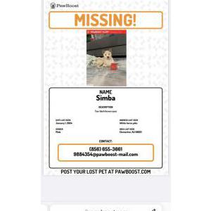 Image of Aimba, Lost Dog