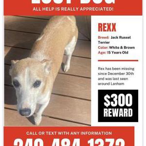 Image of Rex, Lost Dog