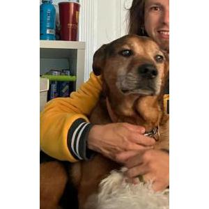 Image of Budress, Lost Dog