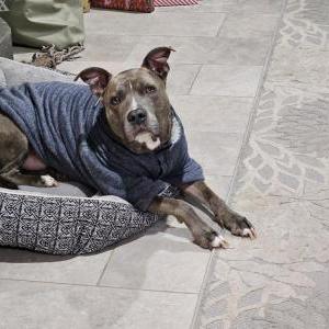 Lost Dog Kane