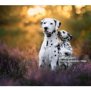 Lost Dog Profit