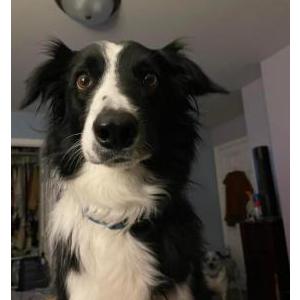 Image of Oakley Miles, Lost Dog