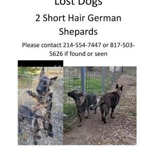 Lost Dog Alpha & Ranger