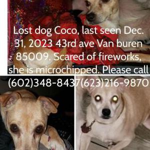 Lost Dog Coco