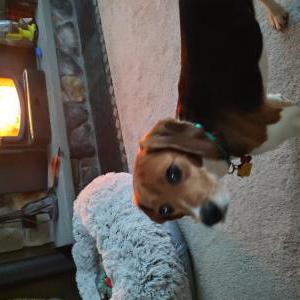 Lost Dog Stevie