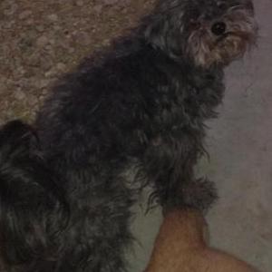 Image of RootBeer, Lost Dog