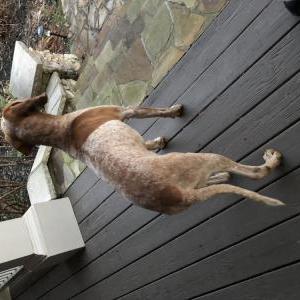 Found Dog Inlnown