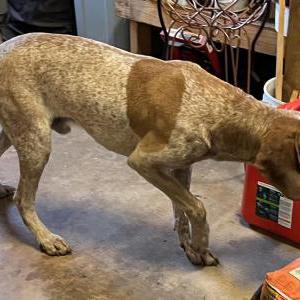 2nd Image of Inlnown, Found Dog