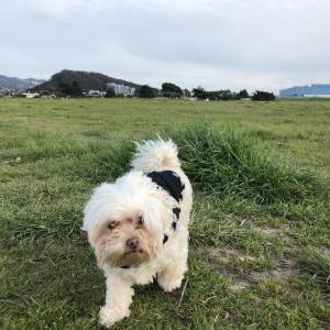 Lost Dog Oscar