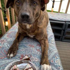 Lost Dog Greta