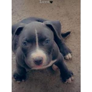Lost Dog Jojo