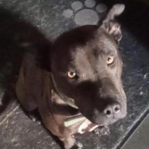 Found Dog Unknown
