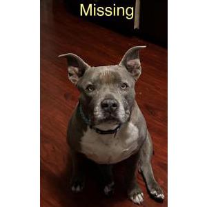 Lost Dog Roxy