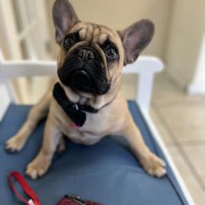 Lost Dog Crouton