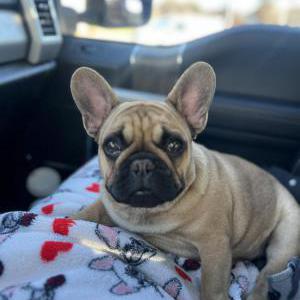 2nd Image of Crouton, Lost Dog