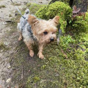 Lost Dog London