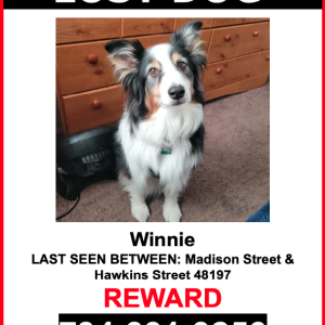 Lost Dog Winnie