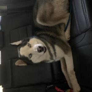 Found Dog Unknown Husky