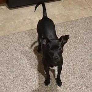 Lost Dog Chloe