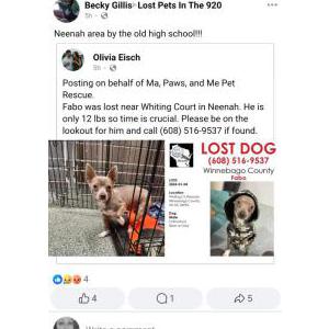 Lost Dog Fabo