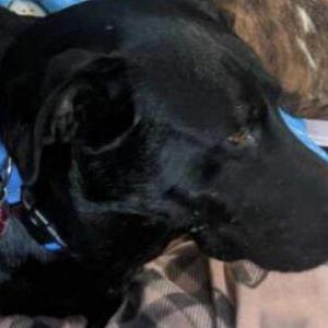 Lost Dog Gibs