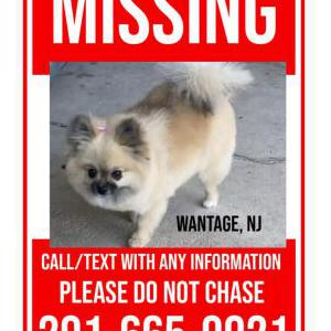 Lost Dog Chicki