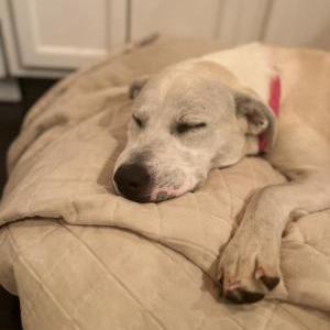 Found Dog Unknown