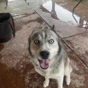 Lost Dog Nova