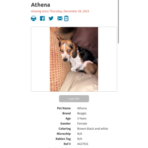 Lost Dog Athena