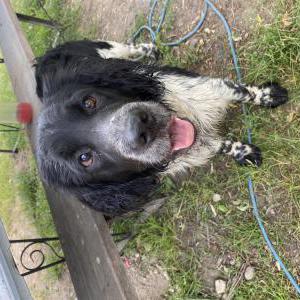 Lost Dog Shredder