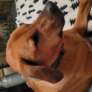 Lost Dog Koda