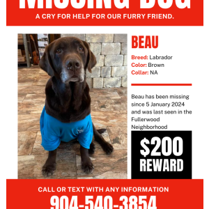 Image of Beau, Lost Dog